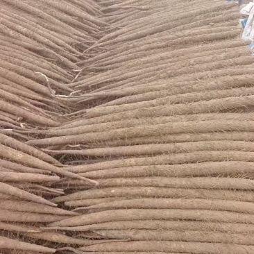 双棒大货