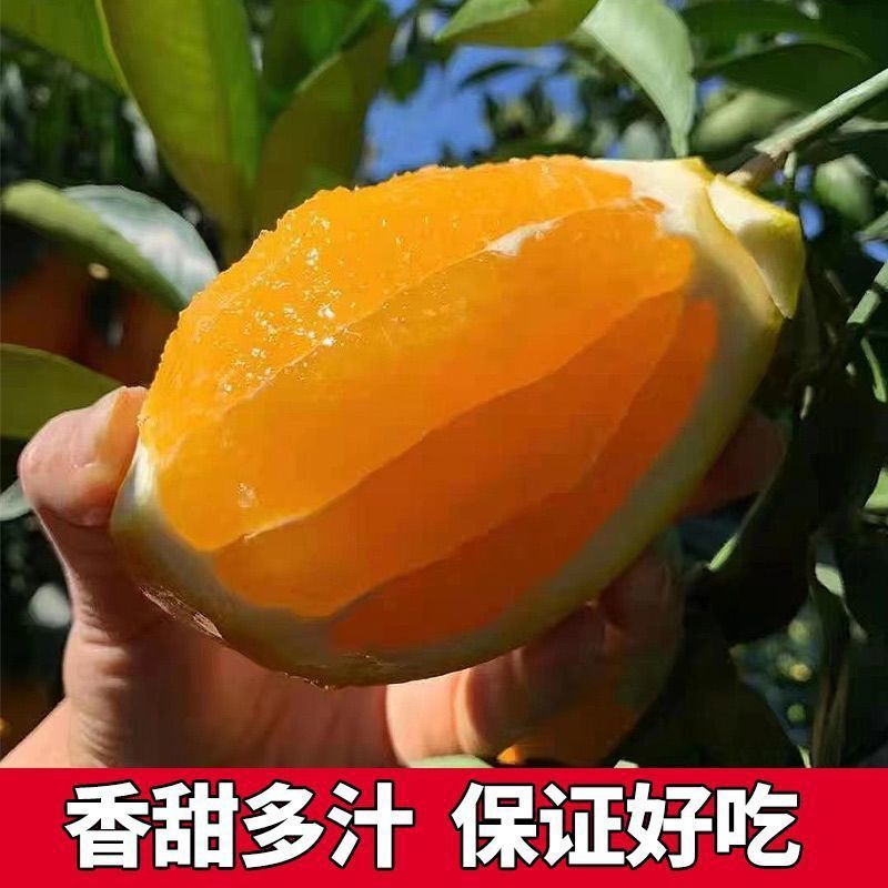奉节脐橙新鲜橙子产地直发现摘现发应季水果纽荷尔