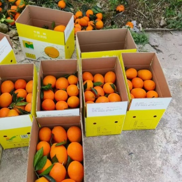 奉节脐橙新鲜橙子产地直发现摘现发应季水果纽荷尔