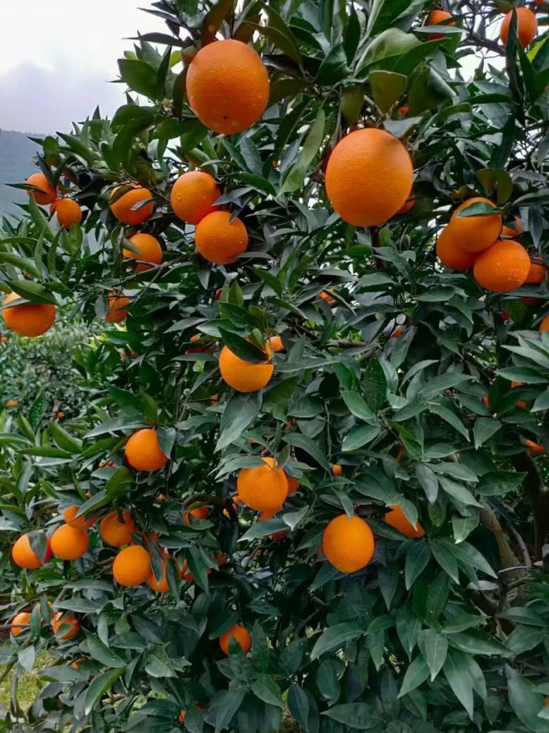 奉节脐橙新鲜橙子产地直发现摘现发应季水果纽荷尔