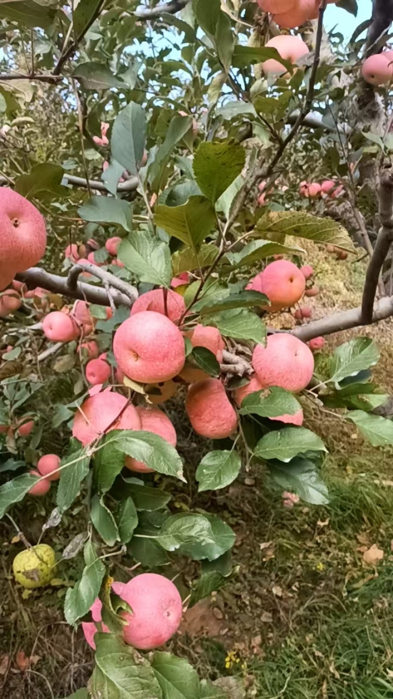 密云北庄镇，自家国光苹果出售***********