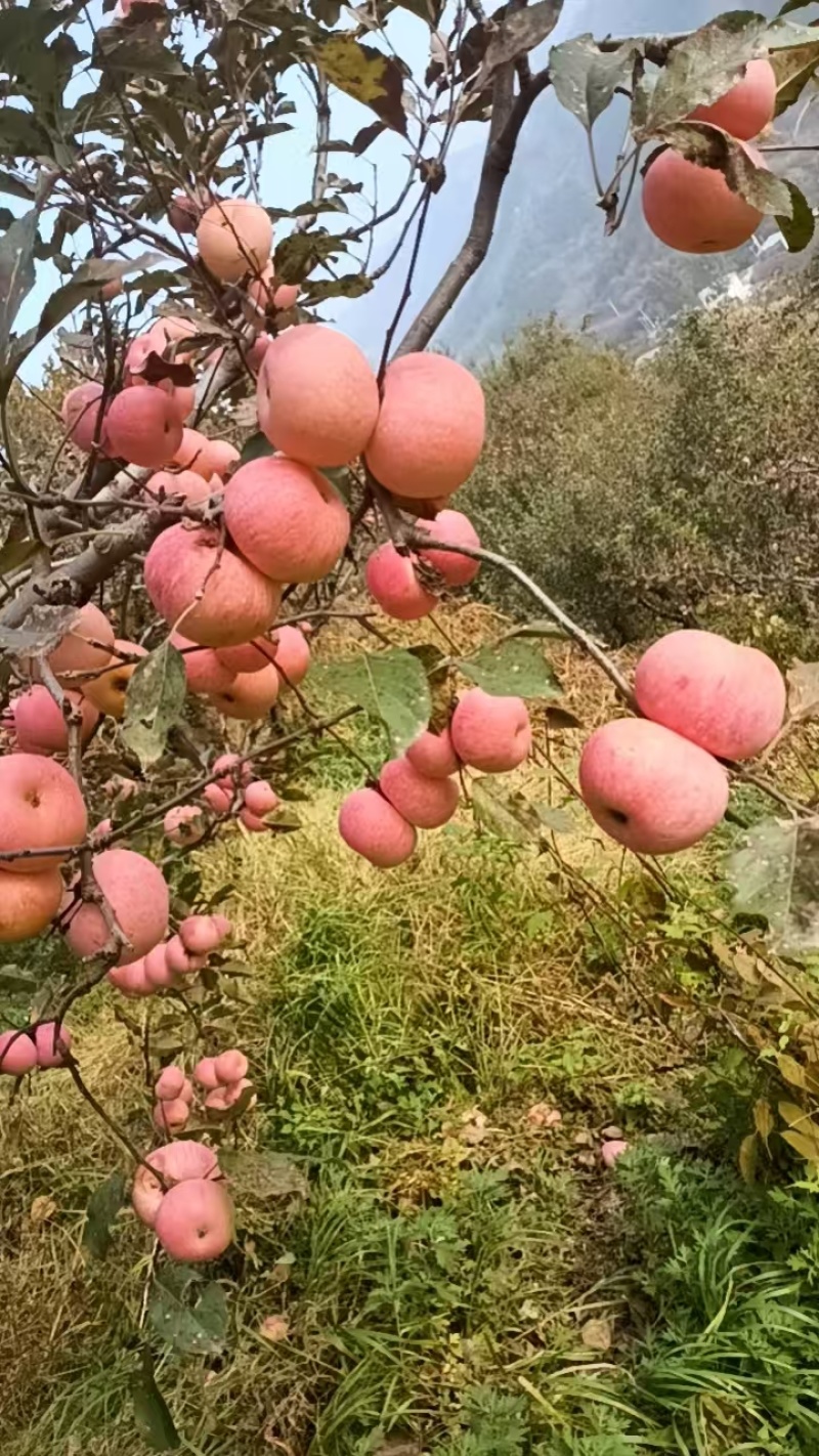 密云北庄镇，自家国光苹果出售***********