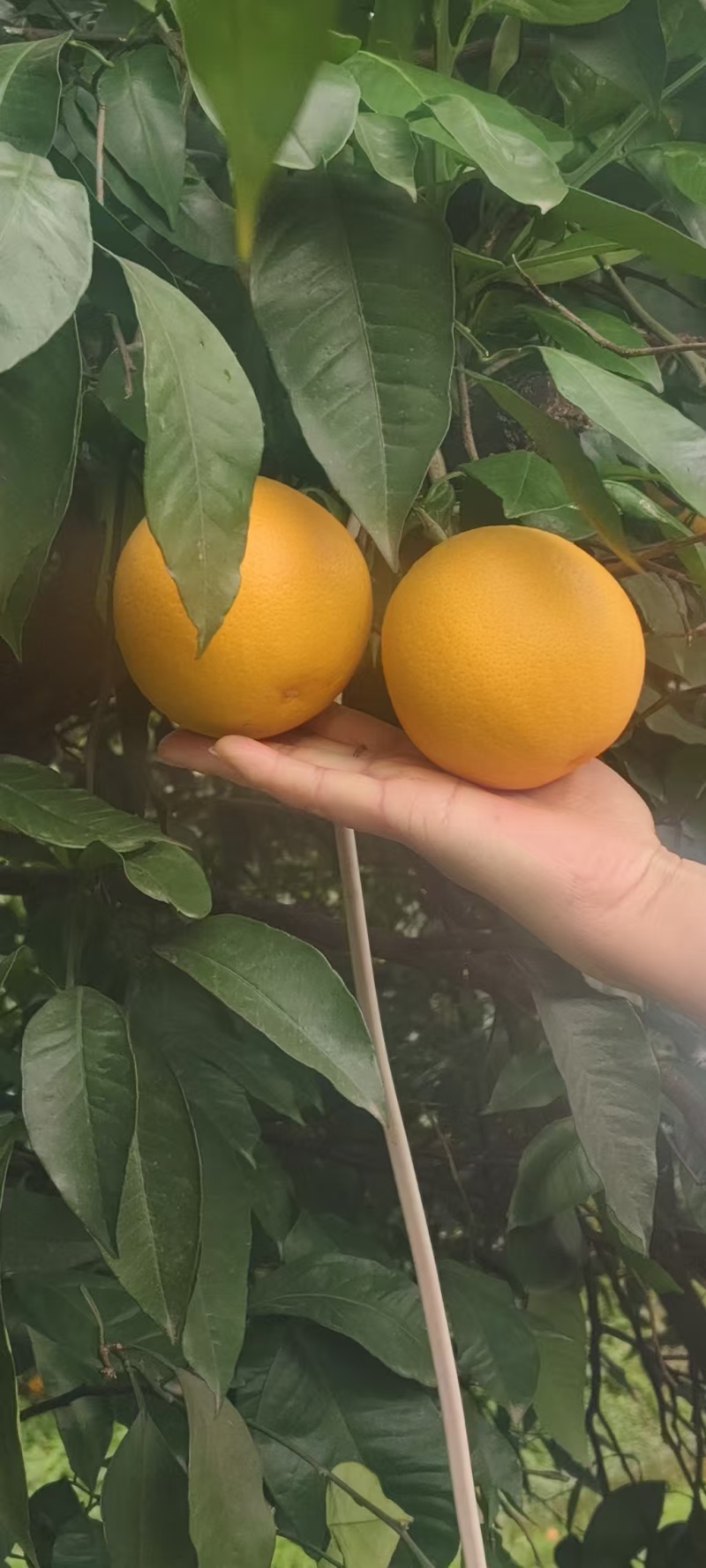 脐橙自己果园发货一件代发，对接全国电商平台水分足甜度高