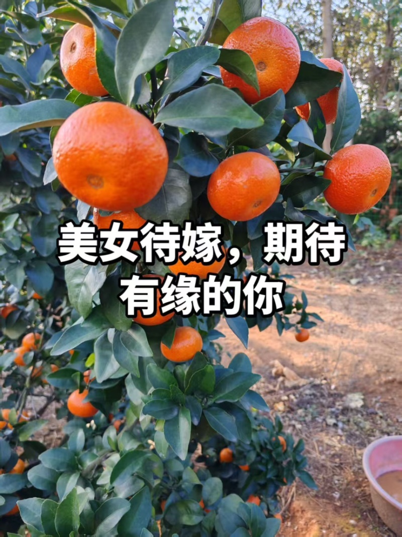 株洲沙糖桔金秋砂糖橘果园直发果形好品质优欢迎来电咨询