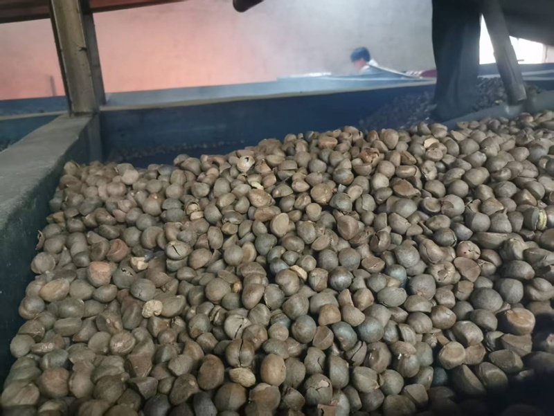 株洲市油茶果自家农场种植茶果饱满出油率高欢迎来电