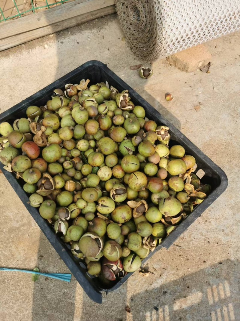 株洲市油茶果自家农场种植茶果饱满出油率高欢迎来电