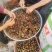 株洲市油茶果自家农场种植茶果饱满出油率高欢迎来电