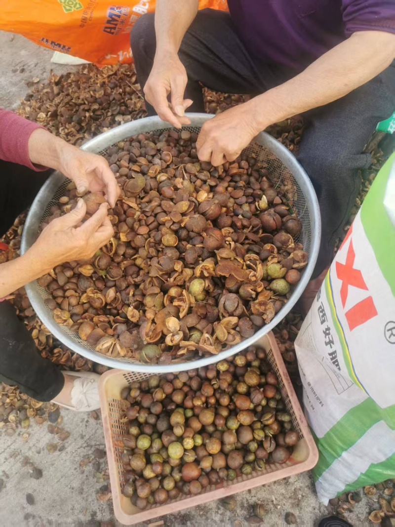 株洲市油茶果自家农场种植茶果饱满出油率高欢迎来电