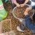 株洲市油茶果自家农场种植茶果饱满出油率高欢迎来电