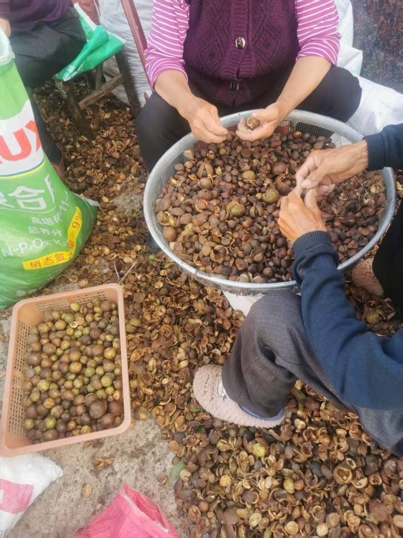 株洲市油茶果自家农场种植茶果饱满出油率高欢迎来电