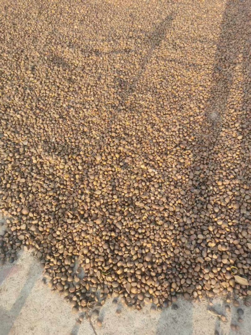 株洲市油茶果自家农场种植茶果饱满出油率高欢迎来电