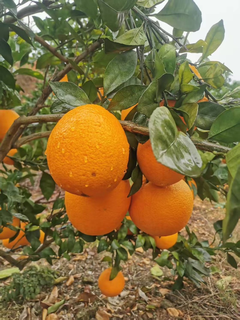 湖南脐橙精品纽荷尔脐橙产地直发品质保证欢迎咨询