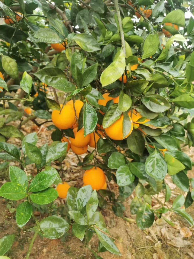湖南脐橙精品纽荷尔脐橙产地直发品质保证欢迎咨询