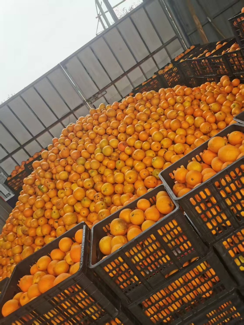 湖南脐橙精品纽荷尔脐橙产地直发品质保证欢迎咨询