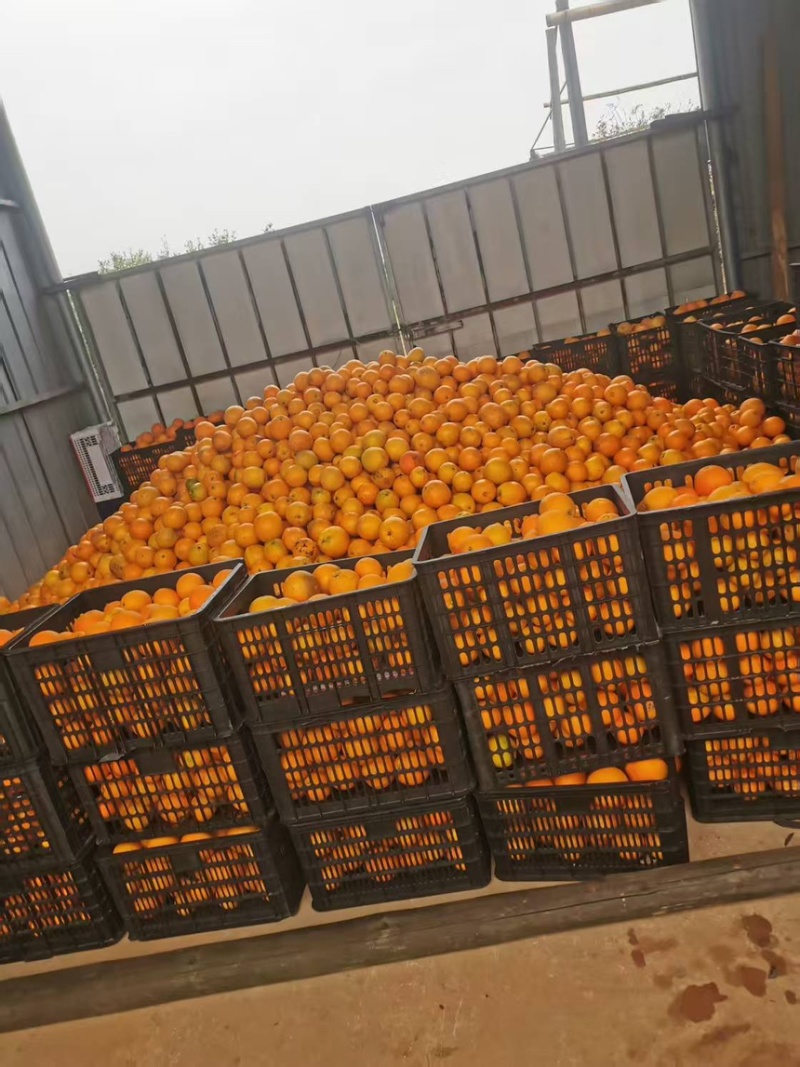 湖南脐橙精品纽荷尔脐橙产地直发品质保证欢迎咨询
