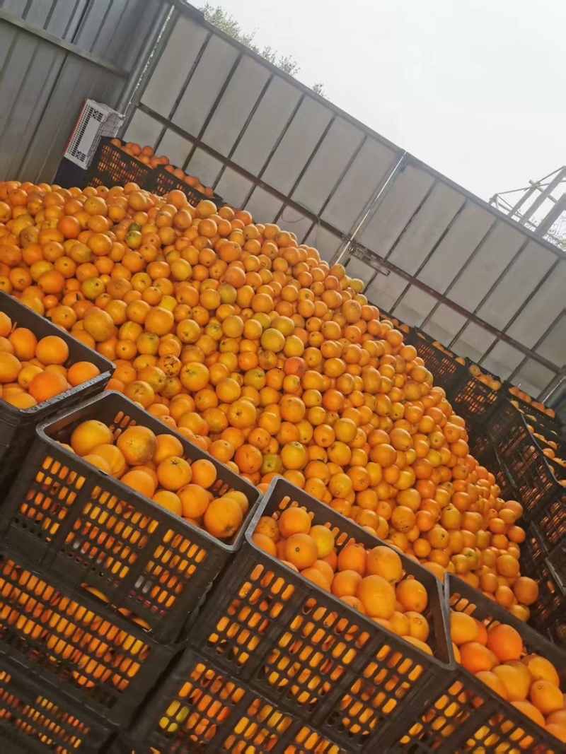 湖南脐橙精品纽荷尔脐橙产地直发品质保证欢迎咨询
