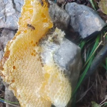 纯野生蜂蜜