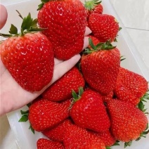 天仙醉草莓，现摘现发，量大优惠，价格可谈！