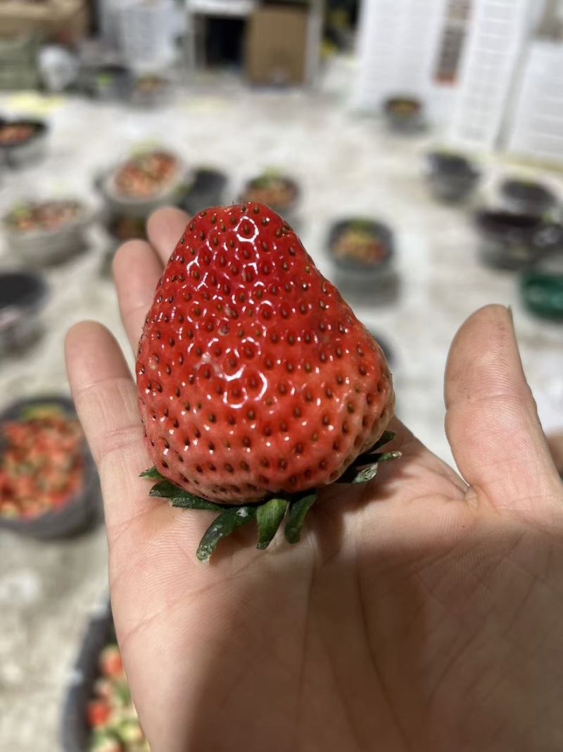 天仙醉草莓，现摘现发，量大优惠，价格可谈！