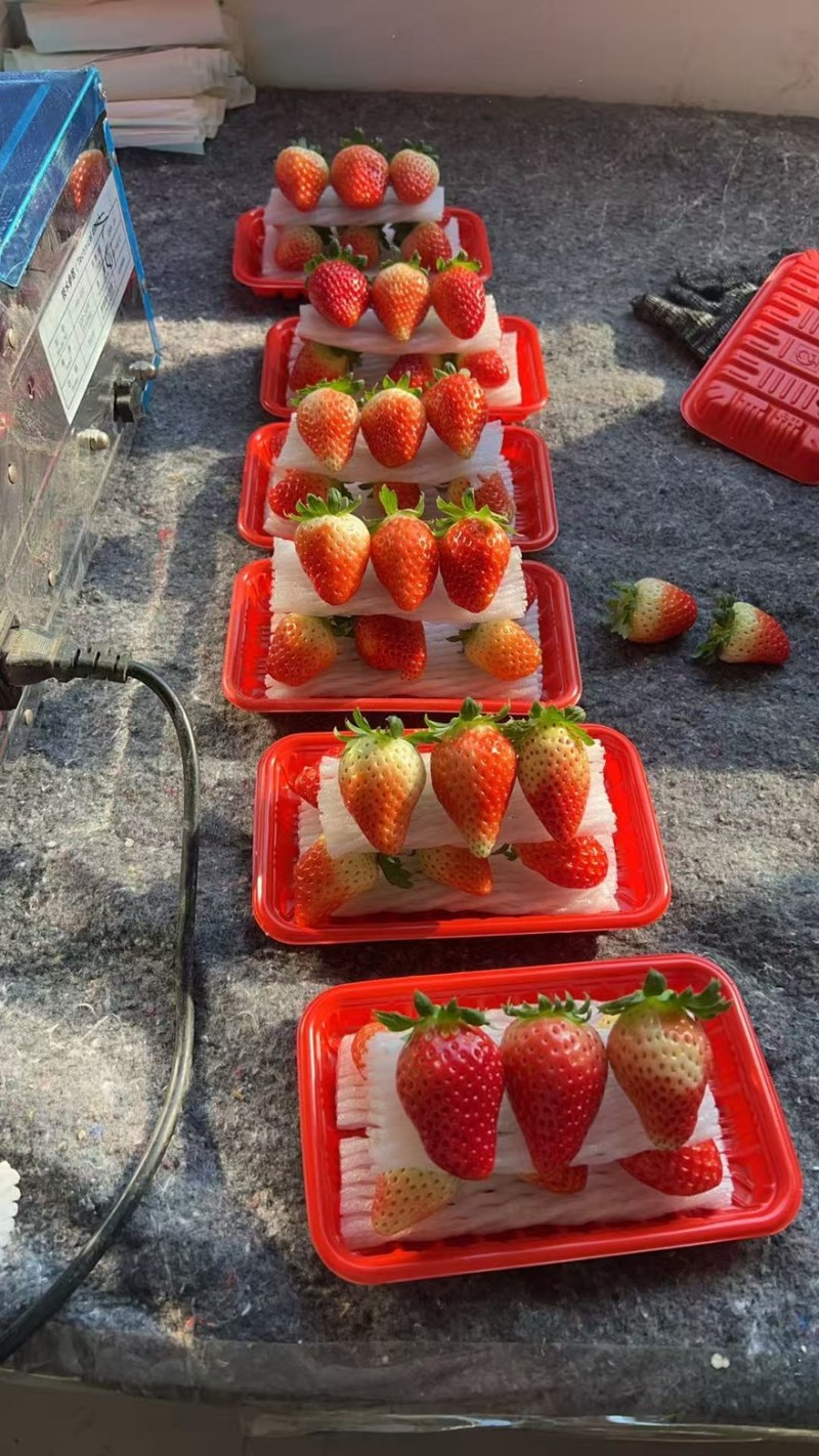 天仙醉草莓，现摘现发，量大优惠，价格可谈！