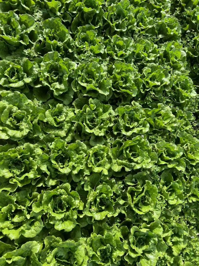 生菜