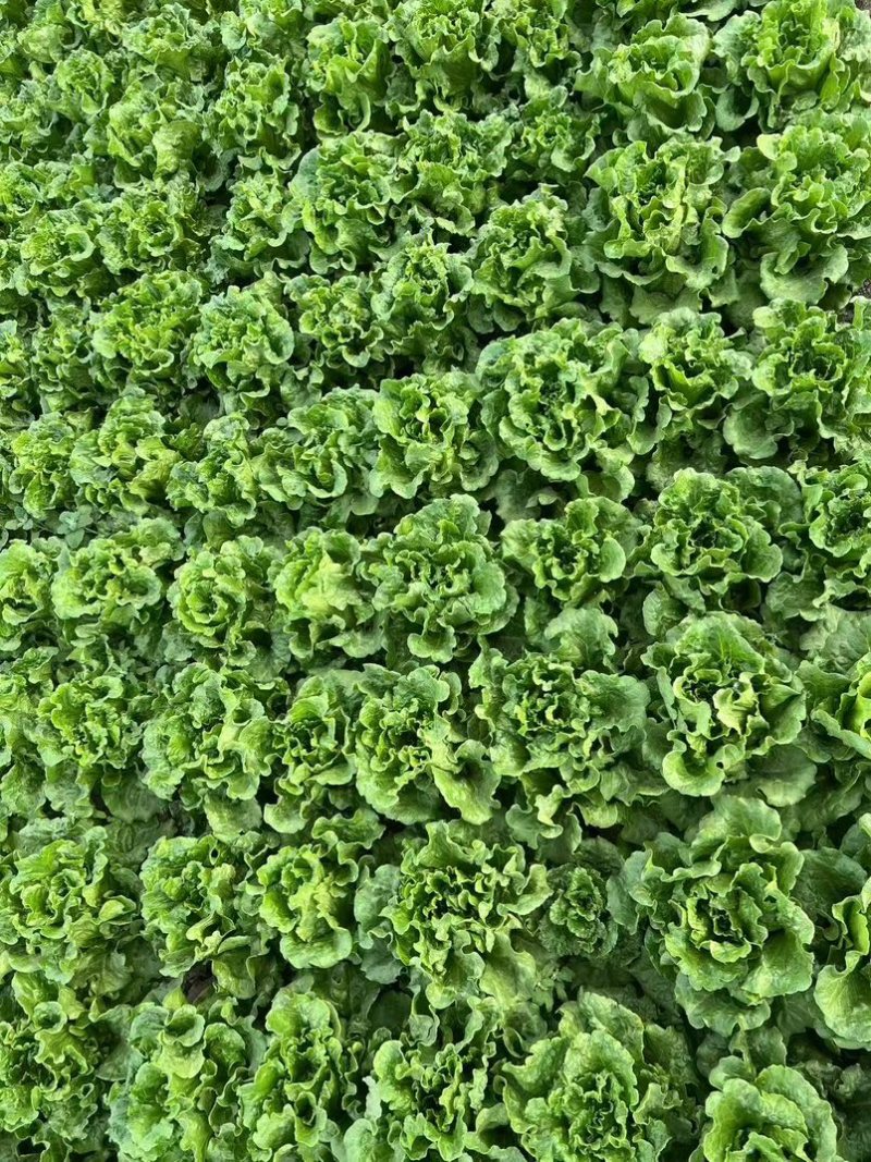 生菜