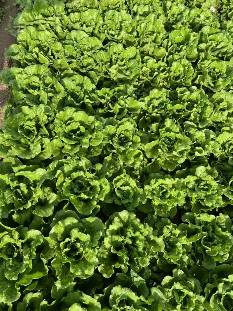 生菜