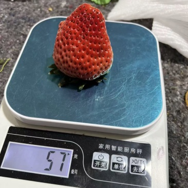 奶油草莓美味可口，品种好，口感好，精品草莓对接全国市场