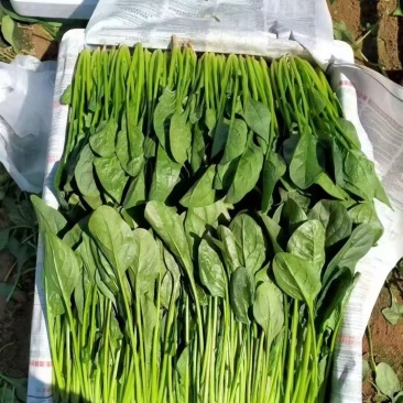 精品菠菜！！每日限量3000斤