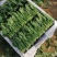 精品菠菜！！每日限量3000斤