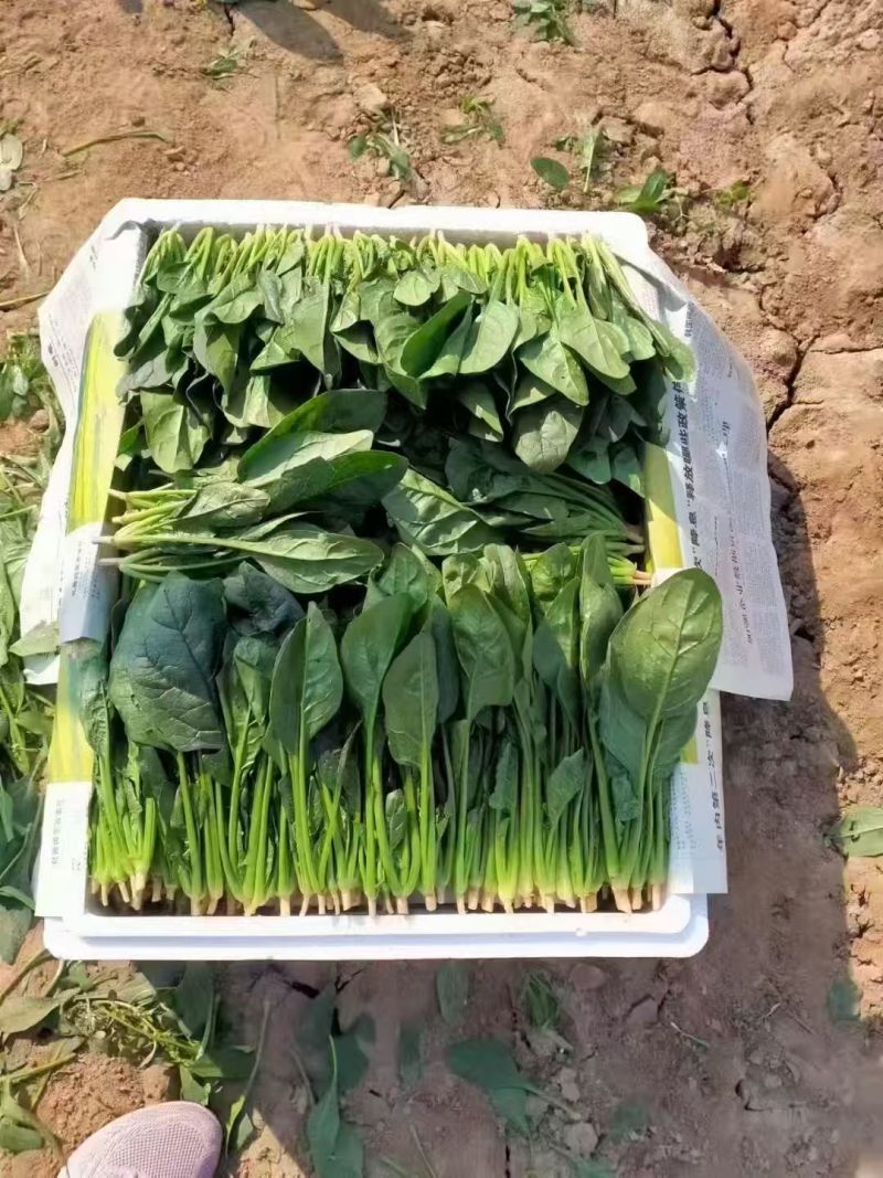 精品菠菜！！每日限量3000斤