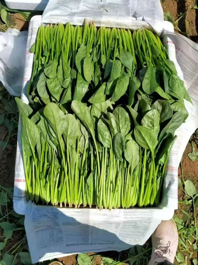 精品菠菜！！每日限量3000斤