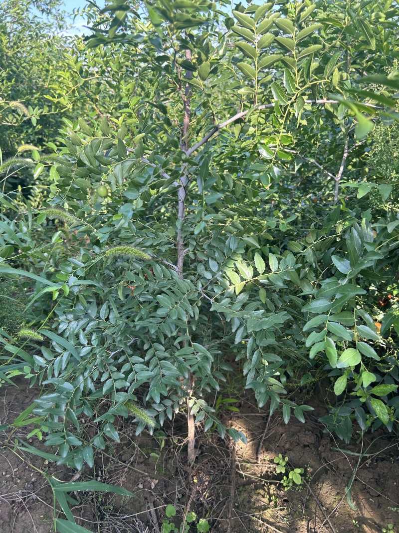 山西运城酸枣苗成活率高，根系发达基地直供需要可直接电话联系