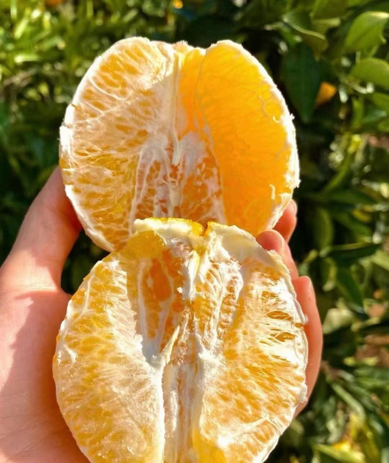 奉节脐橙
