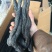 只卖软质油苁蓉软质【精选推荐】拒绝加水肉苁蓉不满意退
