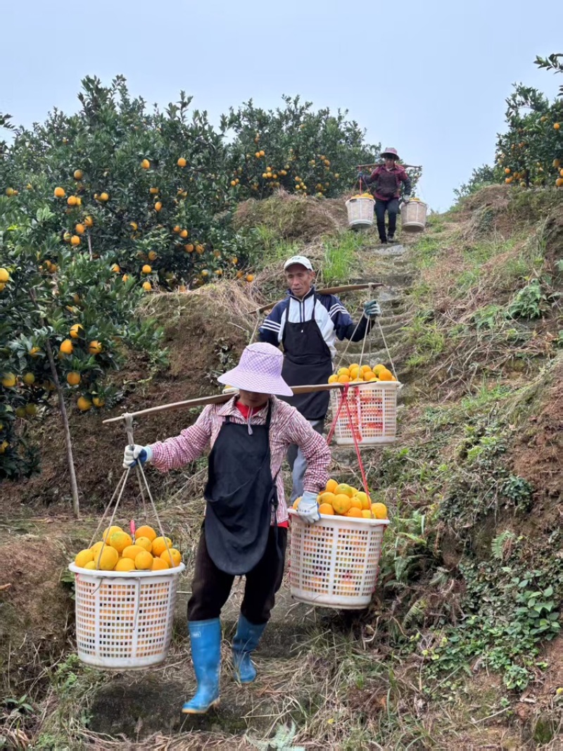 赣南脐橙新鲜现发甜度高品质优可视频看货欢迎咨询来电