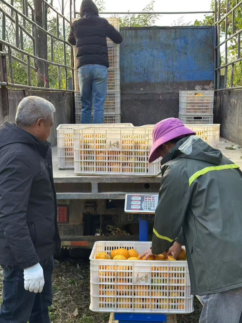 赣南脐橙新鲜现发甜度高品质优可视频看货欢迎咨询来电