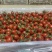 釜山88小糖豆圣女果货源充足量大从优品质保证