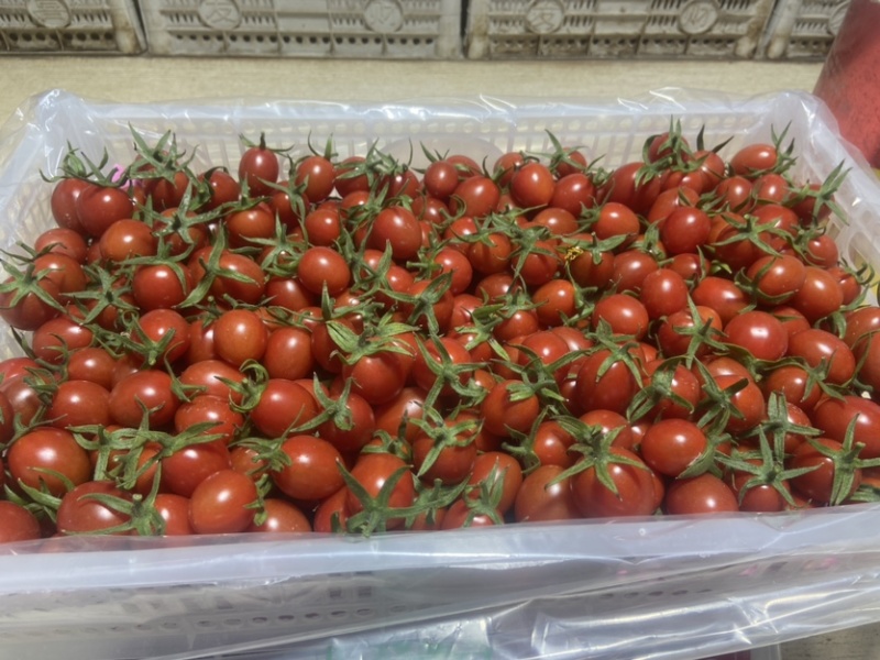 釜山88小糖豆圣女果货源充足量大从优品质保证