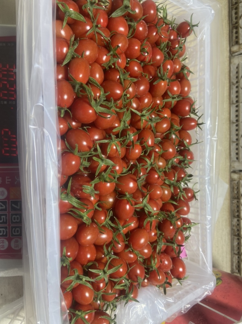 釜山88小糖豆圣女果货源充足量大从优品质保证