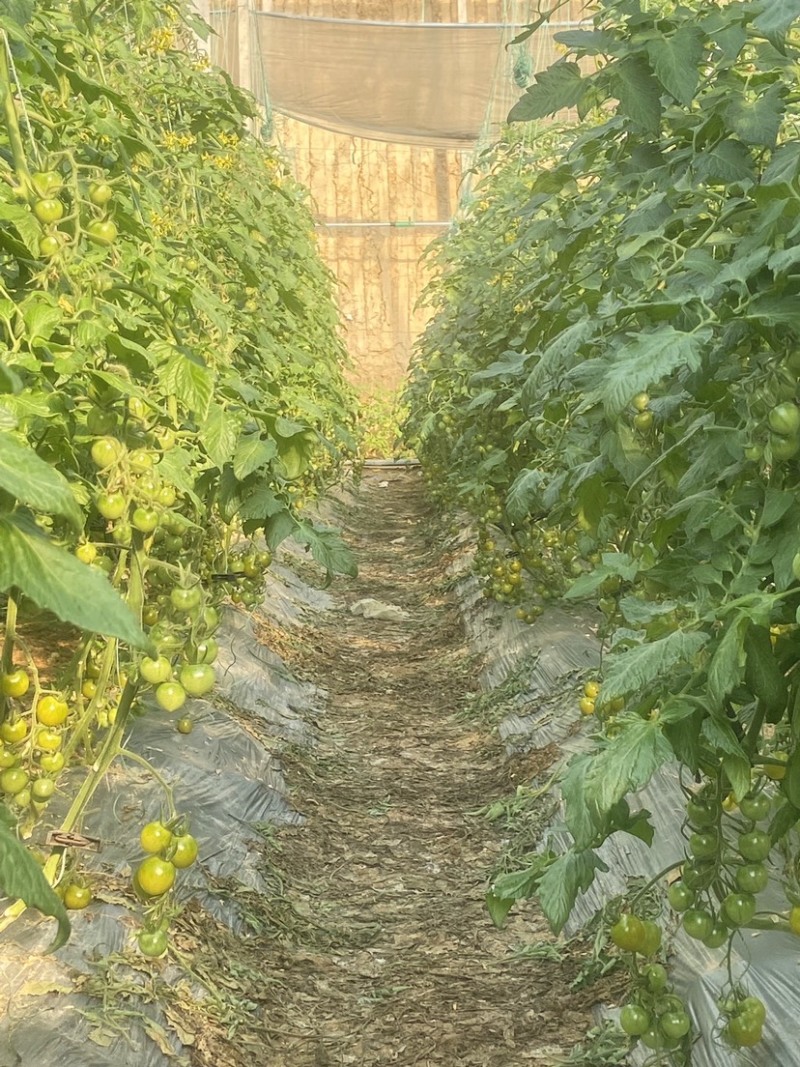 青甜从地头到餐桌，带您一抹绿色，让您吃甜一样拥有健康体魄
