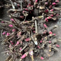 白芍芽块、正品亳州地道药材白芍，高产改良新品种，线条蒲棒