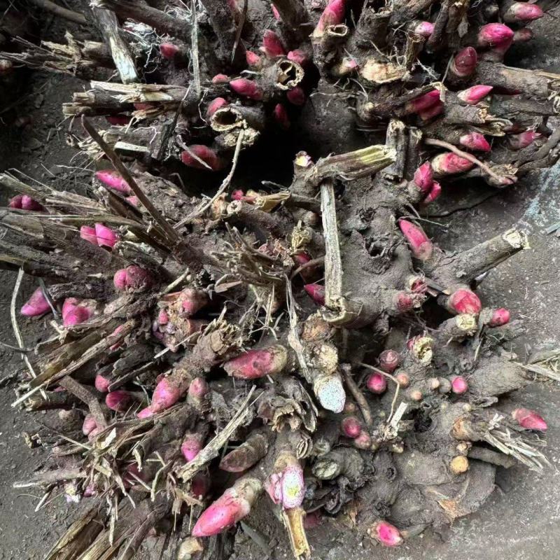 白芍芽块、正品亳州地道药材白芍，高产改良新品种，线条蒲棒