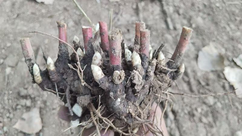 白芍芽块、正品亳州地道药材白芍，高产改良新品种，线条蒲棒