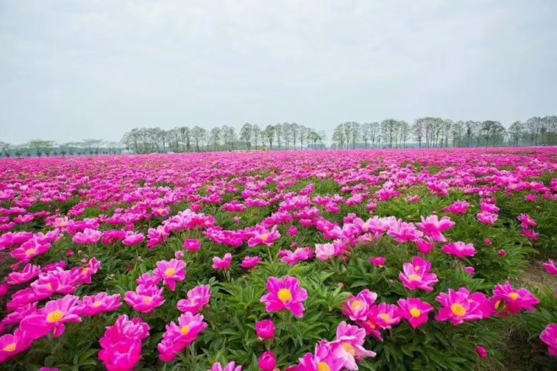 白芍芽块、正品亳州地道药材白芍，高产改良新品种，线条蒲棒