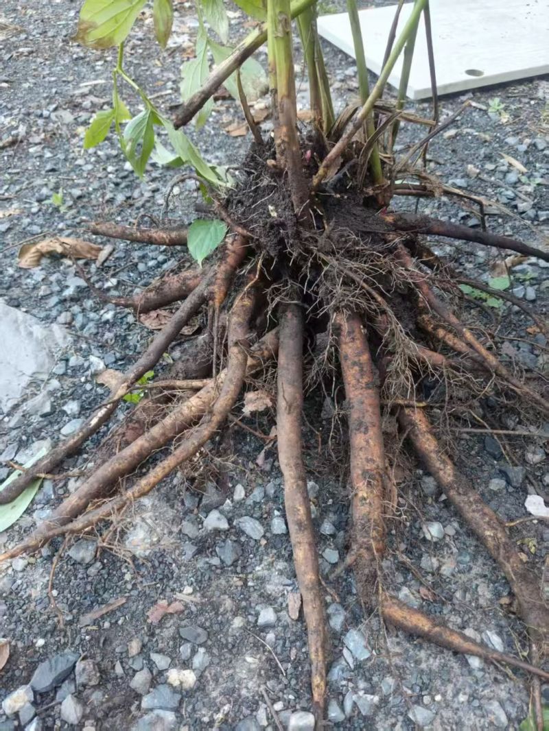 白芍芽块、正品亳州地道药材白芍，高产改良新品种，线条蒲棒