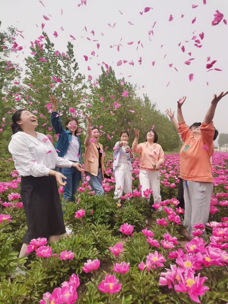 白芍芽块、正品亳州地道药材白芍，高产改良新品种，线条蒲棒