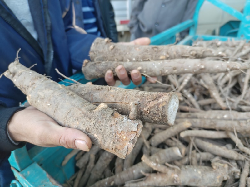 白芍芽块、正品亳州地道药材白芍，高产改良新品种，线条蒲棒
