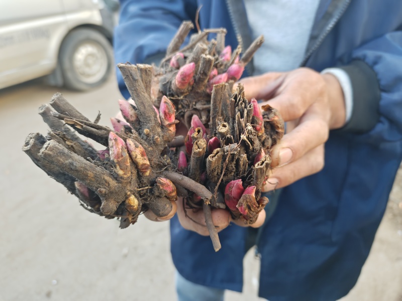 白芍芽块、正品亳州地道药材白芍，高产改良新品种，线条蒲棒