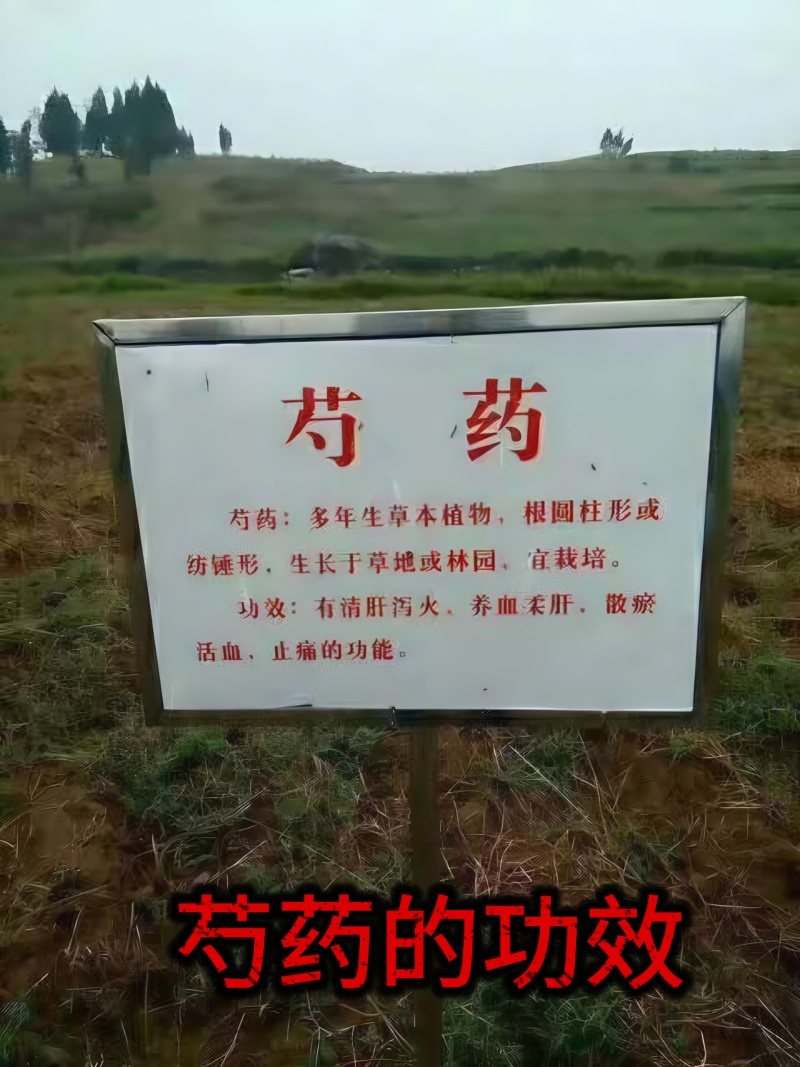 白芍芽块、正品亳州地道药材白芍，高产改良新品种，线条蒲棒